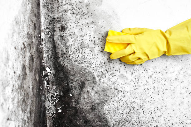 Best Professional Mold Removal  in Stamford, CT