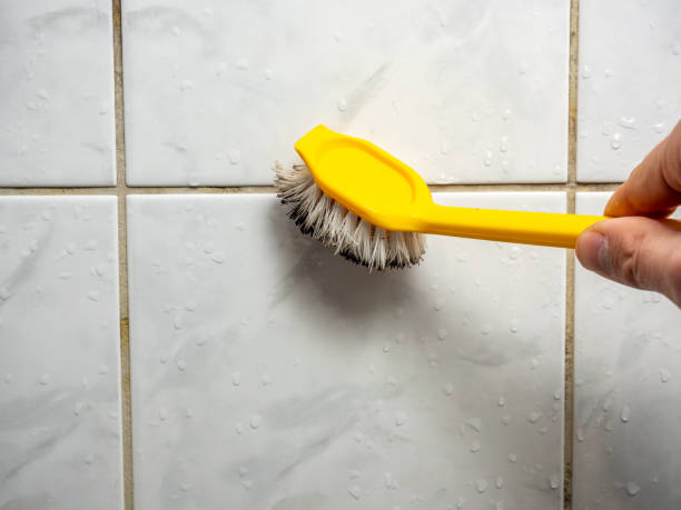 Best Toxic Mold Removal  in Stamford, CT