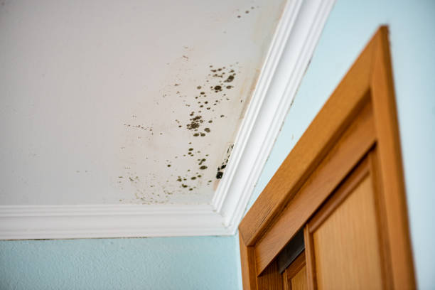Best Residential Mold Removal  in Stamford, CT