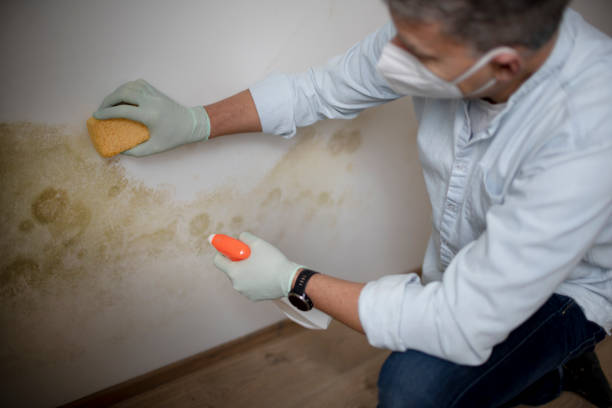 Best Office Mold Removal Services  in Stamford, CT