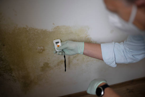 Best Mold Testing and Removal  in Stamford, CT