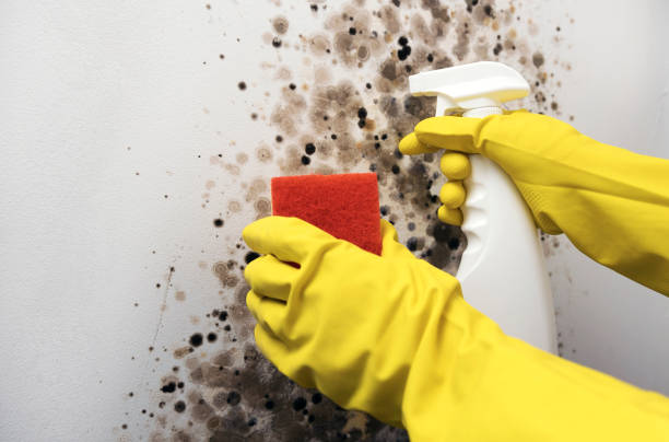 Best Black Mold Removal  in Stamford, CT