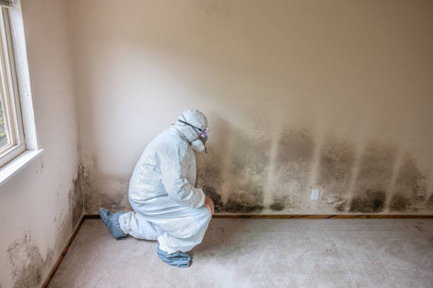 Reliable Stamford, CT Mold Removal Solutions