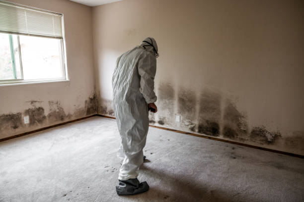 Best Fast Mold Removal  in Stamford, CT