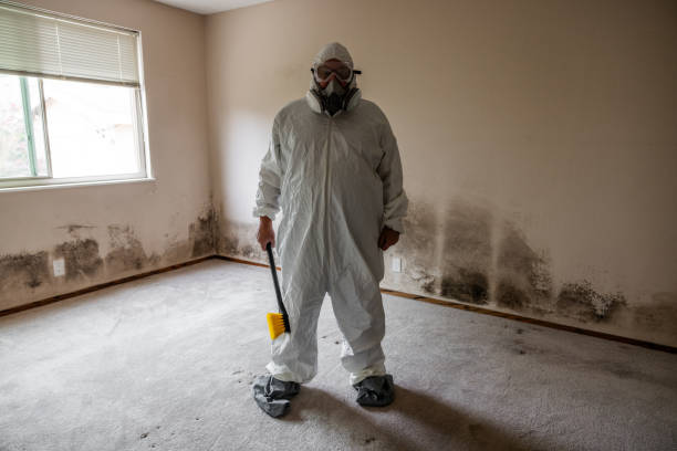Best Mold Removal Company Near Me  in Stamford, CT