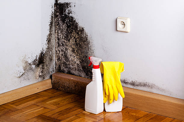 Best Professional Mold Removal  in Stamford, CT
