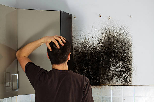 Best Mold Removal Process  in Stamford, CT