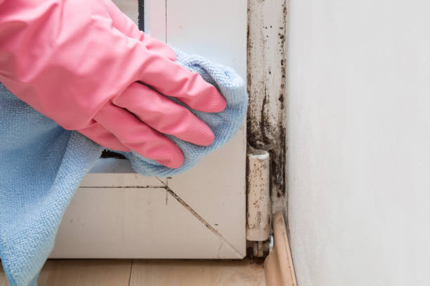 Best Crawl Space Mold Removal  in Stamford, CT